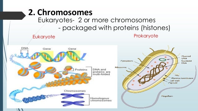 eukaryotes vs prokaryotes