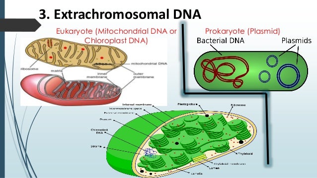 eukaryote vs prokaryote