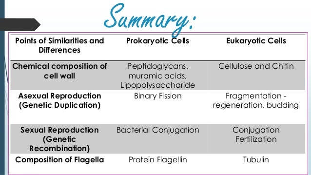 eukaryotes vs prokaryotes
