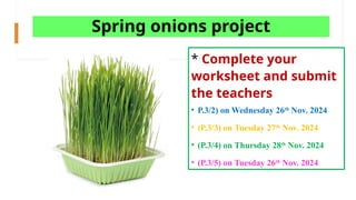 How to grow spring onions on your own.ppt