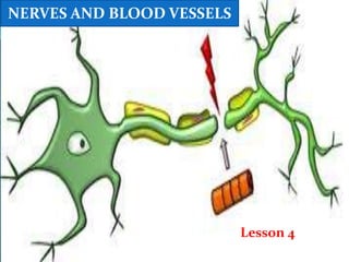 Lesson 4
NERVES AND BLOOD VESSELS
 
