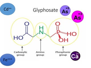 Glyphosate
Cd++
Fe+++
 
