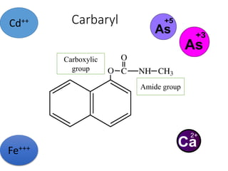Carbaryl
Cd++
Fe+++
Amide group
Carboxylic
group
 