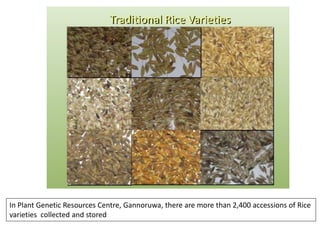 In Plant Genetic Resources Centre, Gannoruwa, there are more than 2,400 accessions of Rice
varieties collected and stored
 