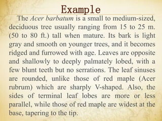 Example
The Acer barbatum is a small to medium-sized,
deciduous tree usually ranging from 15 to 25 m.
(50 to 80 ft.) tall when mature. Its bark is light
gray and smooth on younger trees, and it becomes
ridged and furrowed with age. Leaves are opposite
and shallowly to deeply palmately lobed, with a
few blunt teeth but no serrations. The leaf sinuses
are rounded, unlike those of red maple (Acer
rubrum) which are sharply V-shaped. Also, the
sides of terminal leaf lobes are more or less
parallel, while those of red maple are widest at the
base, tapering to the tip.
 