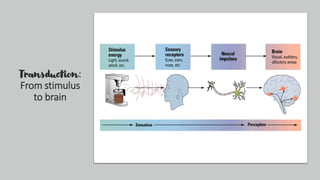 Transduction:
From stimulus
to brain
 