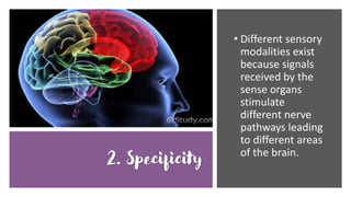 2. Specificity
• Different sensory
modalities exist
because signals
received by the
sense organs
stimulate
different nerve
pathways leading
to different areas
of the brain.
 