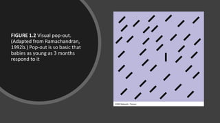 FIGURE 1.2 Visual pop-out.
(Adapted from Ramachandran,
1992b.) Pop-out is so basic that
babies as young as 3 months
respond to it
 