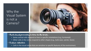 Why the
Visual System
is not a
Camera?
• Much visual processing is done in the brain.
• Some cortical cells respond to lines in specific orientations (e.g. horizontal).
• Other cells in the cortex respond to other shapes (e.g., bulls-eyes, spirals, faces).
• Feature-detectors
• Cells in the visual cortex that are sensitive to specific features of the environment.
 