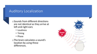 Auditory Localization
oSounds from different directions
are not identical as they arrive at
left and right ears
• Loudness
• Timing
• Phase
oThe brain calculates a sound’s
location by using these
differences.
 