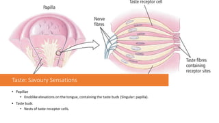 Taste: Savoury Sensations
• Papillae
• Knoblike elevations on the tongue, containing the taste buds (Singular: papilla).
• Taste buds
• Nests of taste-receptor cells.
 