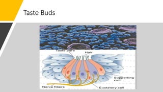 Taste Buds
 