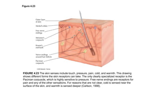 Figure 4.23
FIGURE 4.23 The skin senses include touch, pressure, pain, cold, and warmth. This drawing
shows different forms the skin receptors can take. The only clearly specialized receptor is the
Pacinian corpuscle, which is highly sensitive to pressure. Free nerve endings are receptors for
pain and any of the other sensations. For reasons that are not clear, cold is sensed near the
surface of the skin, and warmth is sensed deeper (Carlson, 1998).
 
