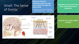 Smell: The Sense
of Scents
Airborne chemical
molecules enter the nose
and circulate through the
nasal cavity.
• Vapors can also enter through the
mouth and pass into nasal cavity.
Receptors on the roof of the
nasal cavity detect these
molecules.
Anosmia- loss of the ability
to smell
 