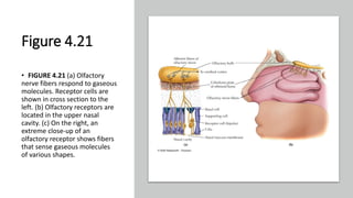 Figure 4.21
• FIGURE 4.21 (a) Olfactory
nerve fibers respond to gaseous
molecules. Receptor cells are
shown in cross section to the
left. (b) Olfactory receptors are
located in the upper nasal
cavity. (c) On the right, an
extreme close-up of an
olfactory receptor shows fibers
that sense gaseous molecules
of various shapes.
 