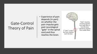 Gate-Control
Theory of Pain
• Experience of pain
depends (in part)
on whether the
pain impulse gets
past neurological
“gate” in the spinal
cord and thus
reaches the brain.
 
