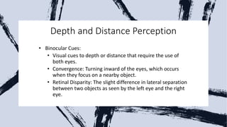 Depth and Distance Perception
• Binocular Cues:
• Visual cues to depth or distance that require the use of
both eyes.
• Convergence: Turning inward of the eyes, which occurs
when they focus on a nearby object.
• Retinal Disparity: The slight difference in lateral separation
between two objects as seen by the left eye and the right
eye.
 