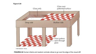 Figure 4.34
FIGURE4.34 Human infants and newborn animals refuse to go over the edge of the visual cliff.
 