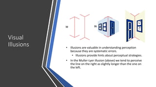 Visual
Illusions • Illusions are valuable in understanding perception
because they are systematic errors.
• Illusions provide hints about perceptual strategies.
• In the Muller-Lyer illusion (above) we tend to perceive
the line on the right as slightly longer than the one on
the left.
 