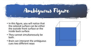 Ambiguous Figure
• In this figure, you will notice that
the colored surface can be either
the outside front surface or the
inside back surface
• They cannot simultaneously be
both.
• Brain can interpret the ambiguous
cues two different ways
 