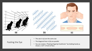 Fooling the Eye
• The cats in (a) are the same size
• The diagonal lines in (b) are parallel
• You can create a “floating fingertip frankfurter” by holding hands as
shown, 5-10” in front of face.
 