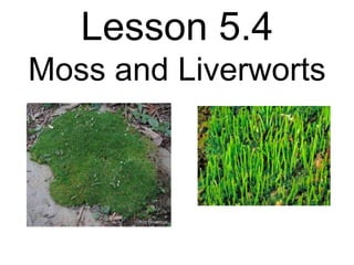 Lesson 5.4
Moss and Liverworts
 