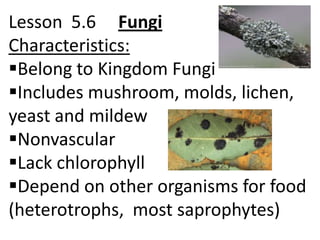 Lesson 5.6 Fungi
Characteristics:
Belong to Kingdom Fungi
Includes mushroom, molds, lichen,
yeast and mildew
Nonvascular
Lack chlorophyll
Depend on other organisms for food
(heterotrophs, most saprophytes)
 