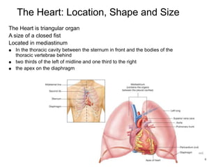Lesson 5 - Cardiovascular System.pptx