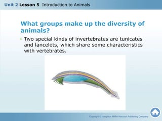 • Two special kinds of invertebrates are tunicates
and lancelets, which share some characteristics
with vertebrates.
Copyright © Houghton Mifflin Harcourt Publishing Company
Unit 2 Lesson 5 Introduction to Animals
What groups make up the diversity of
animals?
 