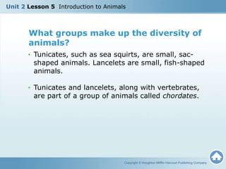 • Tunicates, such as sea squirts, are small, sac-
shaped animals. Lancelets are small, fish-shaped
animals.
• Tunicates and lancelets, along with vertebrates,
are part of a group of animals called chordates.
Copyright © Houghton Mifflin Harcourt Publishing Company
Unit 2 Lesson 5 Introduction to Animals
What groups make up the diversity of
animals?
 