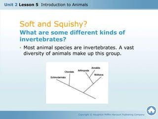 Soft and Squishy?
Copyright © Houghton Mifflin Harcourt Publishing Company
What are some different kinds of
invertebrates?
• Most animal species are invertebrates. A vast
diversity of animals make up this group.
Unit 2 Lesson 5 Introduction to Animals
 