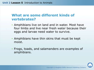 Copyright © Houghton Mifflin Harcourt Publishing Company
What are some different kinds of
vertebrates?
• Amphibians live on land and in water. Most have
four limbs and live near fresh water because their
eggs and larvae need water to survive.
• Amphibians have thin skins that must be kept
moist.
• Frogs, toads, and salamanders are examples of
amphibians.
Unit 2 Lesson 5 Introduction to Animals
 