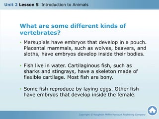 Copyright © Houghton Mifflin Harcourt Publishing Company
What are some different kinds of
vertebrates?
• Marsupials have embryos that develop in a pouch.
Placental mammals, such as wolves, beavers, and
sloths, have embryos develop inside their bodies.
• Fish live in water. Cartilaginous fish, such as
sharks and stingrays, have a skeleton made of
flexible cartilage. Most fish are bony.
• Some fish reproduce by laying eggs. Other fish
have embryos that develop inside the female.
Unit 2 Lesson 5 Introduction to Animals
 