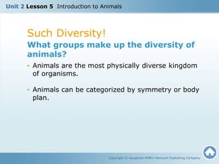 Such Diversity!
Copyright © Houghton Mifflin Harcourt Publishing Company
What groups make up the diversity of
animals?
• Animals are the most physically diverse kingdom
of organisms.
• Animals can be categorized by symmetry or body
plan.
Unit 2 Lesson 5 Introduction to Animals
 