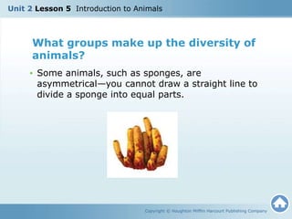 Copyright © Houghton Mifflin Harcourt Publishing Company
What groups make up the diversity of
animals?
• Some animals, such as sponges, are
asymmetrical—you cannot draw a straight line to
divide a sponge into equal parts.
Unit 2 Lesson 5 Introduction to Animals
 