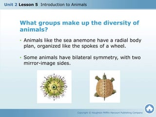 Copyright © Houghton Mifflin Harcourt Publishing Company
What groups make up the diversity of
animals?
• Animals like the sea anemone have a radial body
plan, organized like the spokes of a wheel.
• Some animals have bilateral symmetry, with two
mirror-image sides.
Unit 2 Lesson 5 Introduction to Animals
 