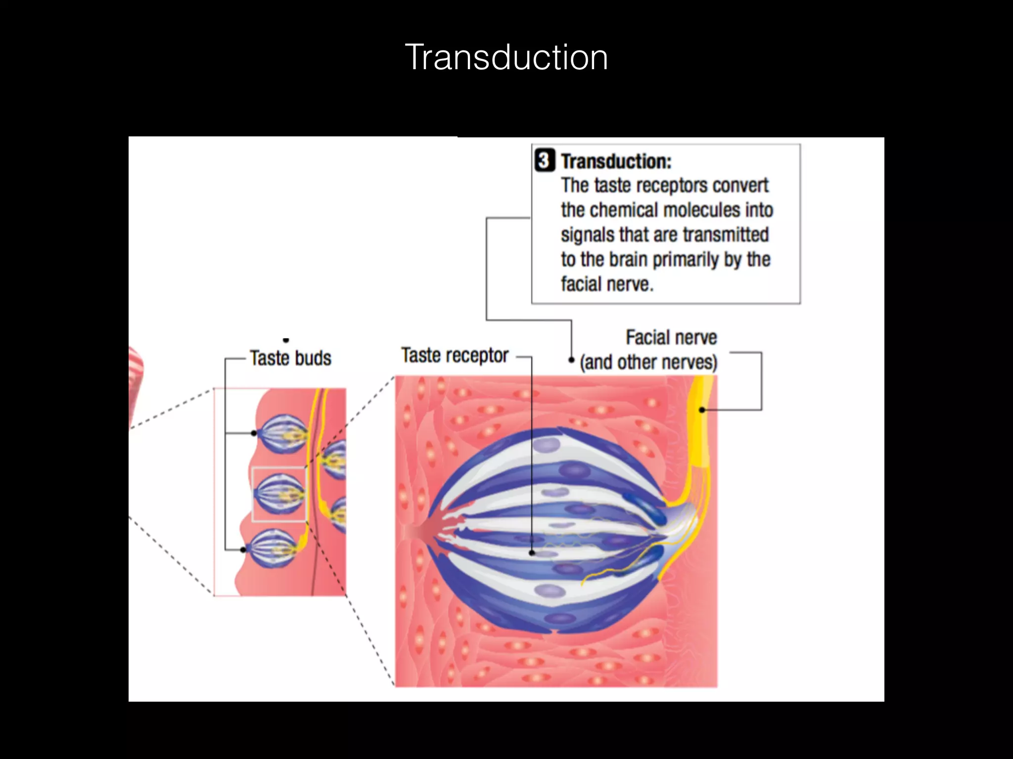 Transduction