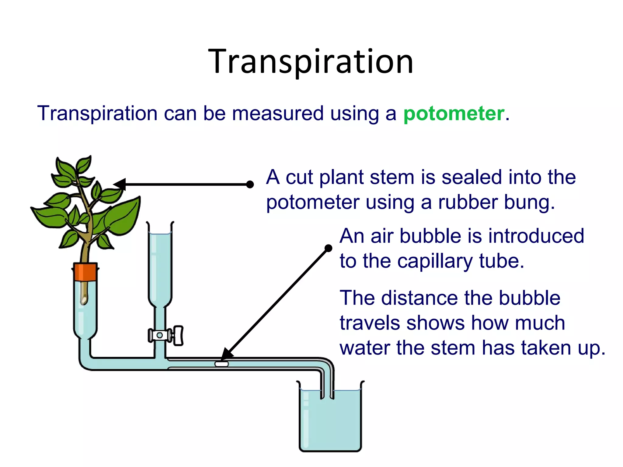 Transpiration
Transpiration can be measured using a potometer.


                       A cut plant stem is sealed into the
                       potometer using a rubber bung.
                               An air bubble is introduced
                               to the capillary tube.
                               The distance the bubble
                               travels shows how much
                               water the stem has taken up.
 