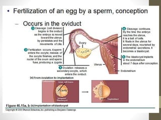 Lesson5animalgrowth kr uwichai62 | PDF
