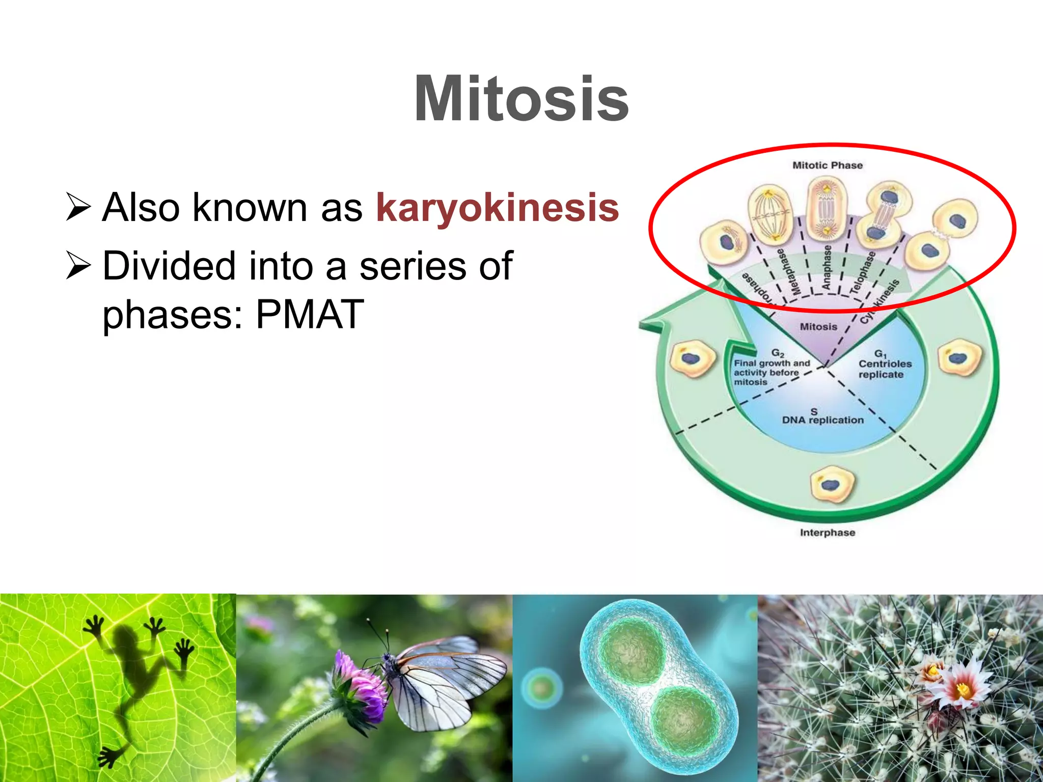 Lesson 5 Cell Cycle (Mitosis and Meiosis) | PDF