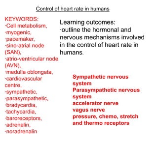 Control of heart rate in humans
KEYWORDS:
                        Learning outcomes:
·Cell metabolism,
·myogenic,              ·outline the hormonal and
·pacemaker,             nervous mechanisms involved
·sino-atrial node       in the control of heart rate in
(SAN),                  humans.
·atrio-ventricular node
(AVN),
·medulla oblongata,
·cardiovascular               Sympathetic nervous
centre,                       system
·sympathetic,                 Parasympathetic nervous
·parasympathetic,             system
·bradycardia,                 accelerator nerve
·tachycardia,                 vagus nerve
·baroreceptors,               pressure, chemo, stretch
·adrenalin,                   and thermo receptors
·noradrenalin
 