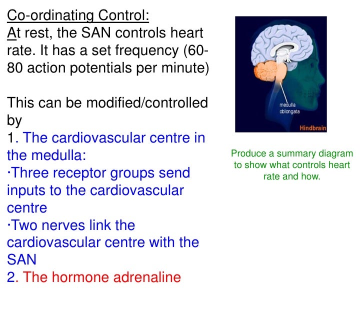 Lesson 5 control of heart rate in humans me