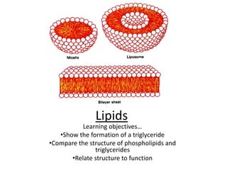 Lipids
Learning objectives…
•Show the formation of a triglyceride
•Compare the structure of phospholipids and
triglycerides
•Relate structure to function
 