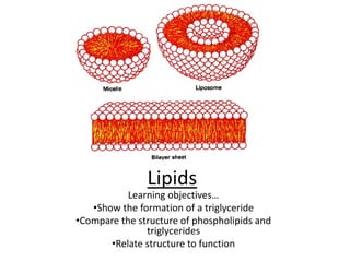 Lesson 5 lipids | PPT
