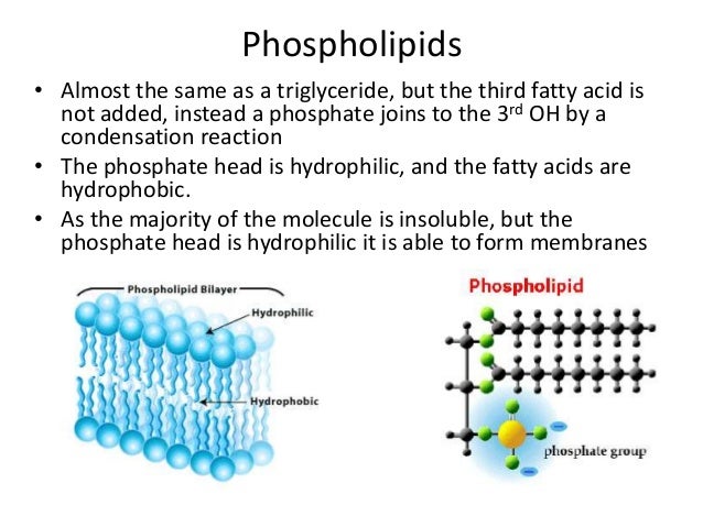 Phospholipids Vs Triglycerides