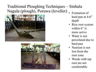 Traditional Ploughing Techniques – Sinhala
Nagula (plough), Poruwa (leveller) • Formation of
hard pan at 4-6”
depth
• Rice root system
within 6” is
more active
• Water is not
percolated due to
hard pan
• Nutrient is not
lost from the
root zone
• Weeds with tap
root are not
comfortable
 