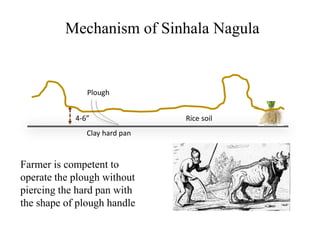 Rice soil
Mechanism of Sinhala Nagula
Clay hard pan
4-6”
Plough
Farmer is competent to
operate the plough without
piercing the hard pan with
the shape of plough handle
 