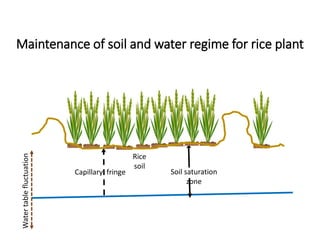 Maintenance of soil and water regime for rice plant
Soil saturation
zone
Capillary fringe
Water
table
fluctuation
Rice
soil
 