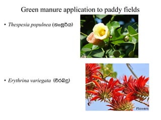 Green manure application to paddy fields
• Thespesia populnea (ගංසූරිය)
• Erythrina variegata (එරබදු)
 