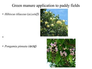 Green manure application to paddy fields
• Hibiscus tiliaceus (පටබෙලි)
•
• Pongamia pinnata (කරඳ)
 